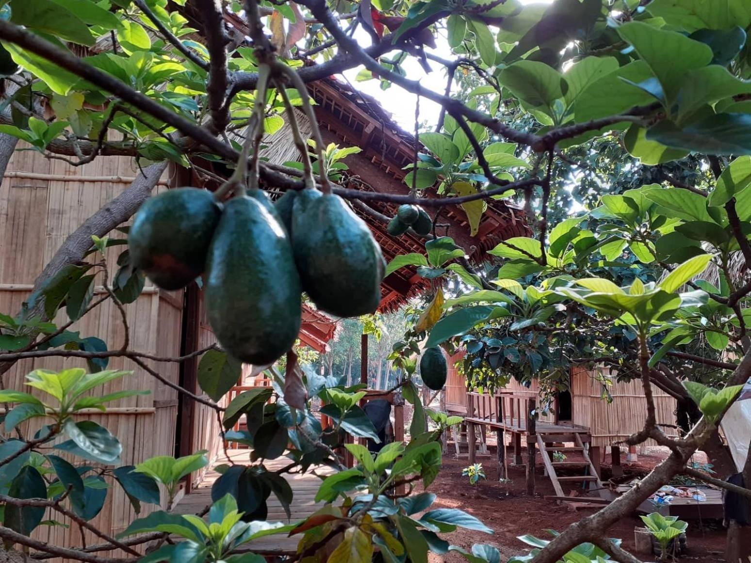 Tribal Village Homestay & Trekking Banlung Exterior photo